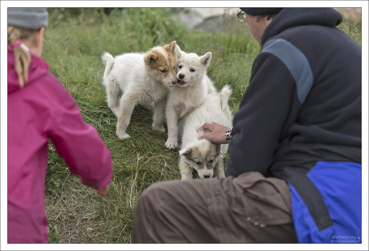 Как завести собаку в Исландии